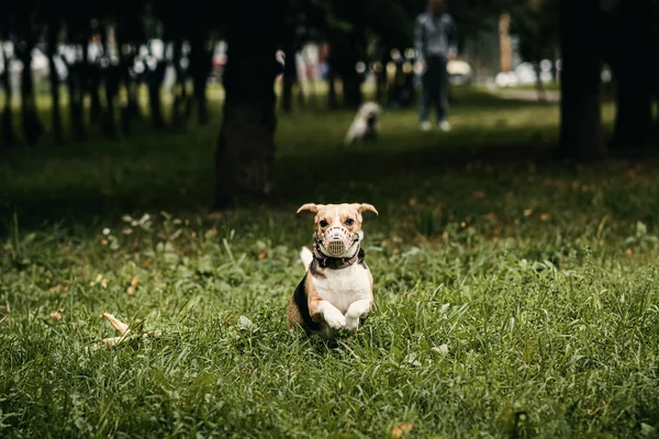 Cute beagle don in the autumn park. — Fotografia de Stock