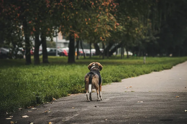 Söt beagle don i höstparken. — Stockfoto