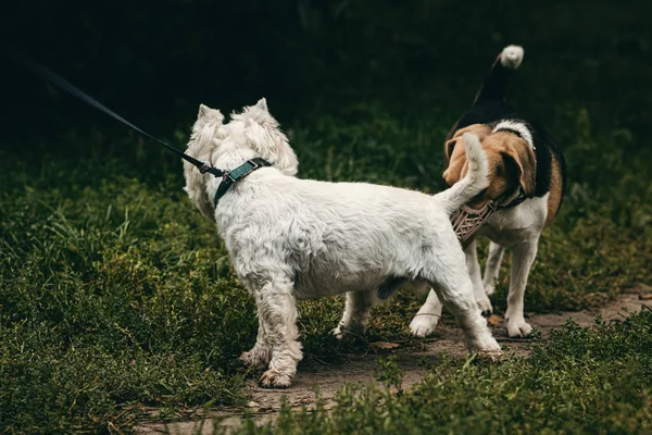 West Highland terrier i parken. — Stockfoto