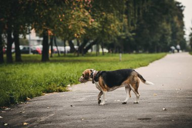 Sonbahar parkında tatlı bir av köpeği..