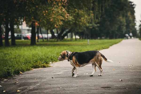 Sonbahar parkında tatlı bir av köpeği..