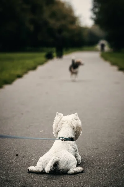 Magányos kutya ül egy nyilvános parkban várja a tulajdonosok, hogy jöjjön vissza. — Stock Fotó