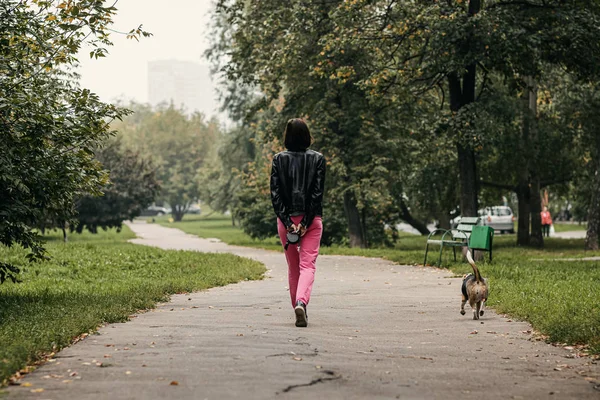 Cute beagle don in the autumn park.