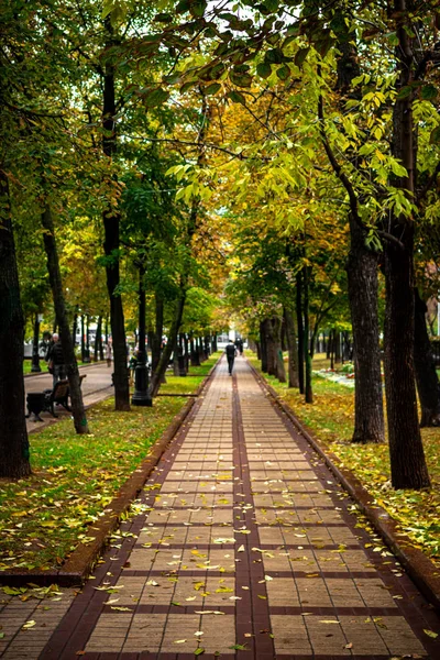 美丽的秋天公园。 秋天在莫斯科。 砍倒树木和树叶。 秋天的风景。 秋天的公园 秋天的森林. — 图库照片