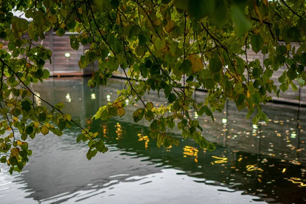 秋林湖景映照. 秋天的池塘 美丽的秋天. — 图库照片