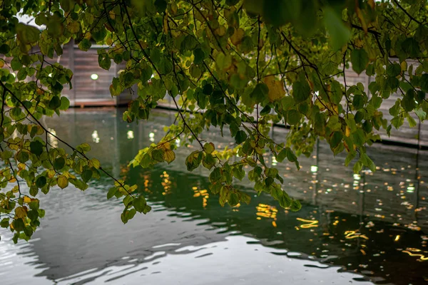 Autunno foresta lago paesaggio di riflessione. Stagno autunnale. Bella natura autunnale . — Foto Stock