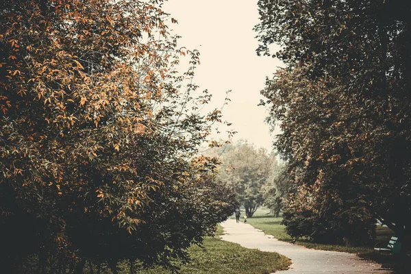 가을 철에 화려하고 젖은 낙엽. 가을 배경. — 스톡 사진
