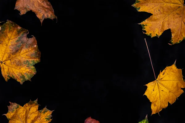 Осіннє листя на твердому чорному тлі . — стокове фото