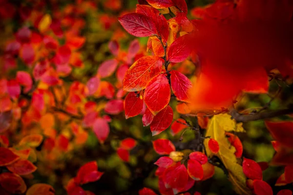 Red and Orange Autumn Leaves Background. — Stock Photo, Image