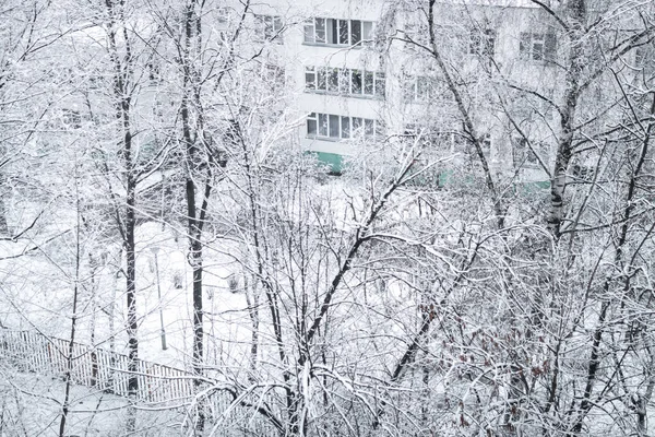 Snowy trees, christmas background, winter. — Stock Photo, Image