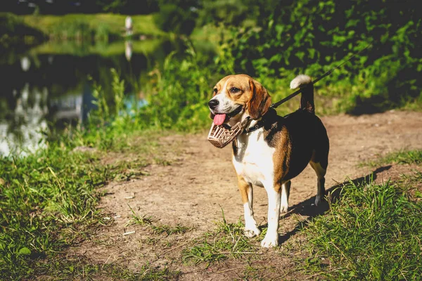 Porträtt av söt beagle hund i en sommar natur. — Stockfoto