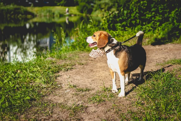 Retrato de cão beagle bonito em uma natureza de verão . — Fotografia de Stock