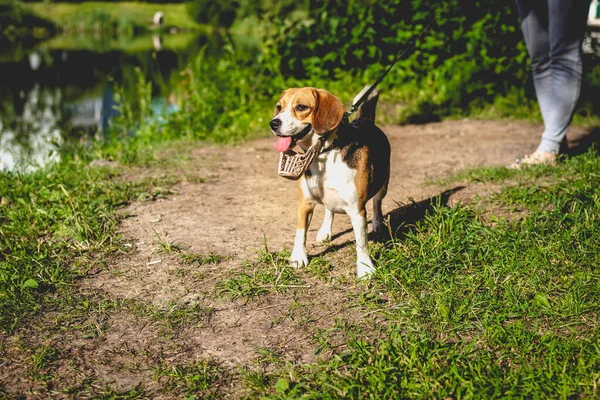 Portré aranyos beagle kutya a nyári természet. — Stock Fotó