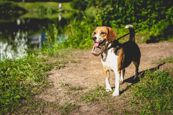 Porträtt av söt beagle hund i en sommar natur. — Stockfoto