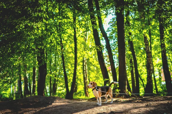 Портрет милий бігль собаки в літній природі . — стокове фото