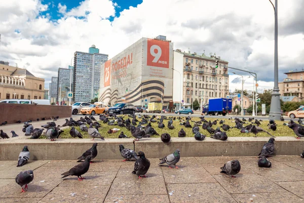 MOSCÚ, RUSIA - 27 de julio de 2020: Palomas hambrientas comiendo pan en la calle de la ciudad. Calle Arbat. — Foto de Stock