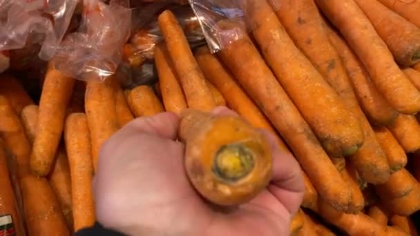 Male hand chooses fresh organic carrot at local farm market. Organic vegetable. — Stock Video