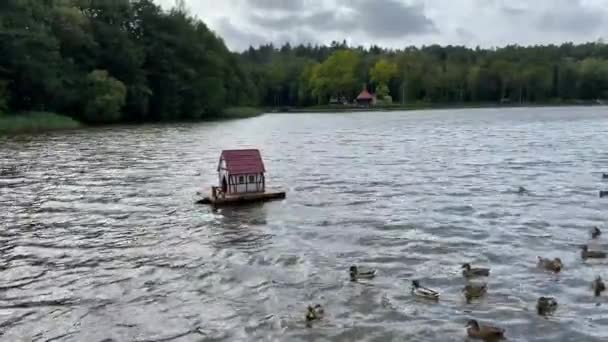 湖のアヒルの家。アヒルが泳ぐ. — ストック動画