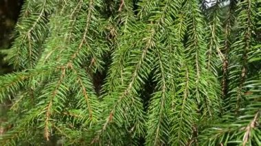 Spruce yaklaş. Güzel yeşil botanik geçmişi. Sonbahar zamanı.