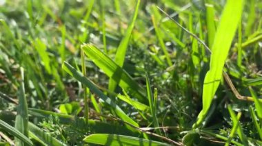 Rüzgarda taze ve temiz çimenler. Yeşil çimen arkaplanı.