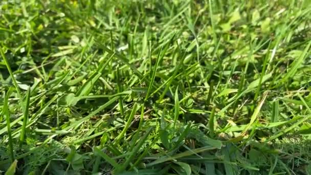 На ветру свежая чистая трава. Зеленый фон. — стоковое видео