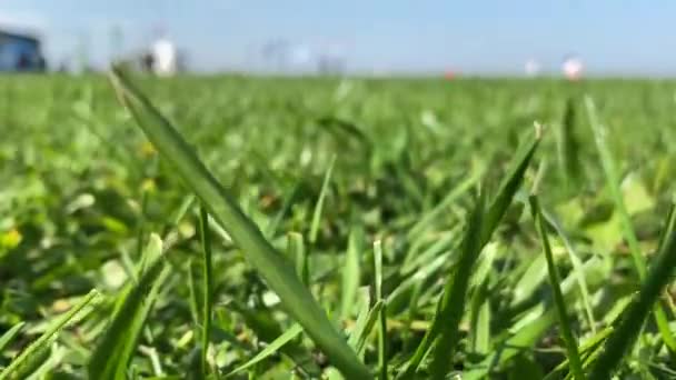 На ветру свежая чистая трава. Зеленый фон. — стоковое видео