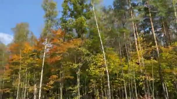 五彩缤纷的秋树，从汽车上拍摄的镜头. — 图库视频影像
