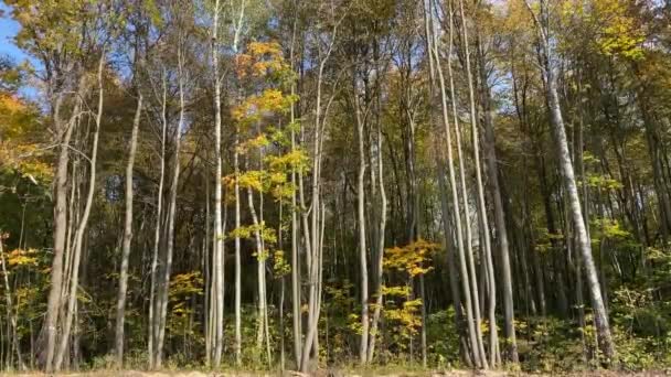 Alberi autunnali colorati, riprese catturate dalla macchina in movimento. — Video Stock