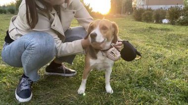 Bayan sahibiyle dışarıda gezen sevimli av köpeği. Yavaş çekim.