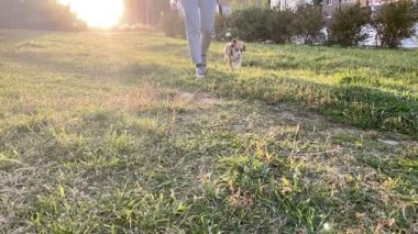 Bayan sahibiyle dışarıda gezen sevimli av köpeği. Yavaş çekim.