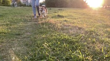 Bayan sahibiyle dışarıda gezen sevimli av köpeği. Yavaş çekim.