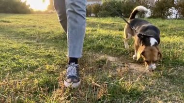 Bayan sahibiyle dışarıda gezen sevimli av köpeği. Yavaş çekim.