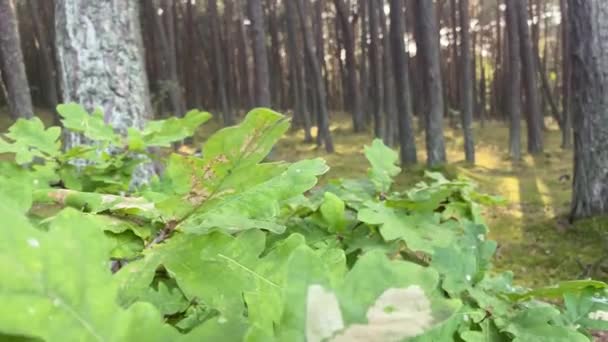 Bosque deja fondo. Fondo de naturaleza. — Vídeos de Stock