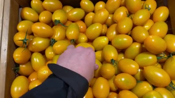 De mens kiest tomaten in de supermarkt. — Stockvideo