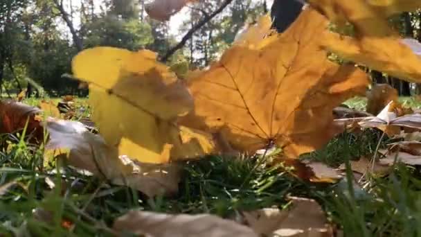 Человек пинает желтые и оранжевые опавшие листья. Медленное движение. Осенняя концепция. — стоковое видео