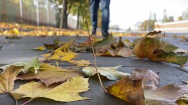 Sarı ve turuncu yaprakları tekmeleyen adam. Sonbahar kavramı.