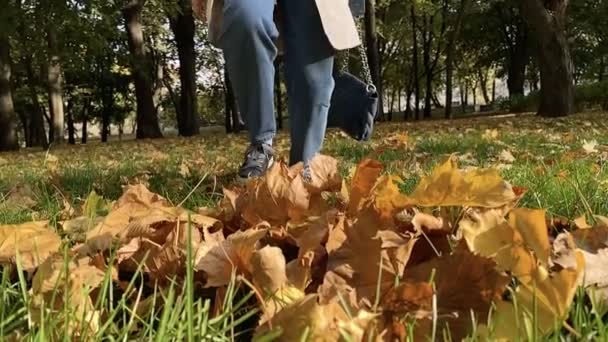 암컷은 노란색과 주황색 잎을 발로 차고 있다. 느린 동작. 가을 개념. — 비디오