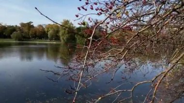 Arka planda güzel bir sonbahar parkı, ağaç, gölet ve gökdelen manzarası.
