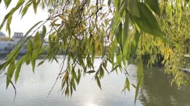 Şehirde göleti olan bir sonbahar parkı. Yavaş çekim sahnesi.