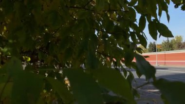 Sonbahar zamanı yoldan gökdelenlere bir manzara.