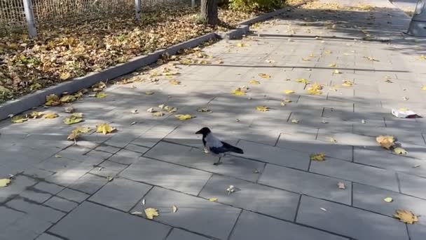 Drôle de pie dans le parc d'automne. Mouvement lent. — Video