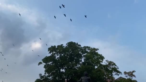 Uccelli che sorvolano un albero al tramonto. — Video Stock