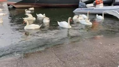 Gölette beyaz kuğular. Rusya, Kalininingrad.
