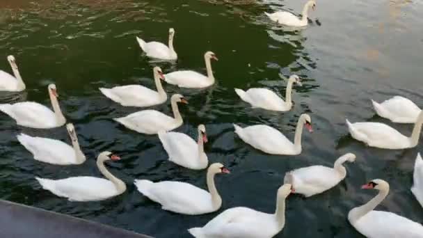 Cygnes blancs dans l'étang. Russie, Kaliningrad. — Video