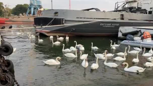 Белые лебеди в пруду. Russia, Kaliningrad. — стоковое видео