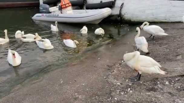White swans in the pond. Russia, Kaliningrad. — Stock Video