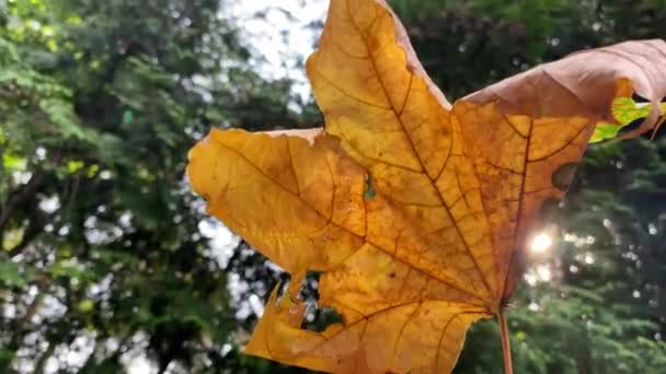 Primo piano filmato di foglia d'autunno dorata. — Video Stock