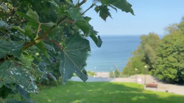 Prachtige zee en groen landschap achtergrond. — Stockvideo