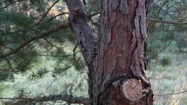 Rüzgarda sallanan uzun yeşil iğneli bir çam dalı, yakın çekim..