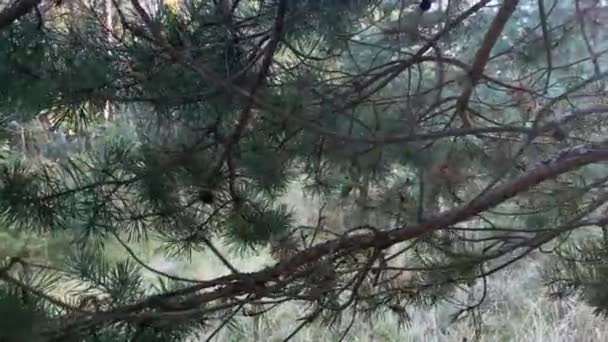 Una rama de pino con largas agujas verdes balanceándose en el viento, disparo de primer plano. — Vídeos de Stock
